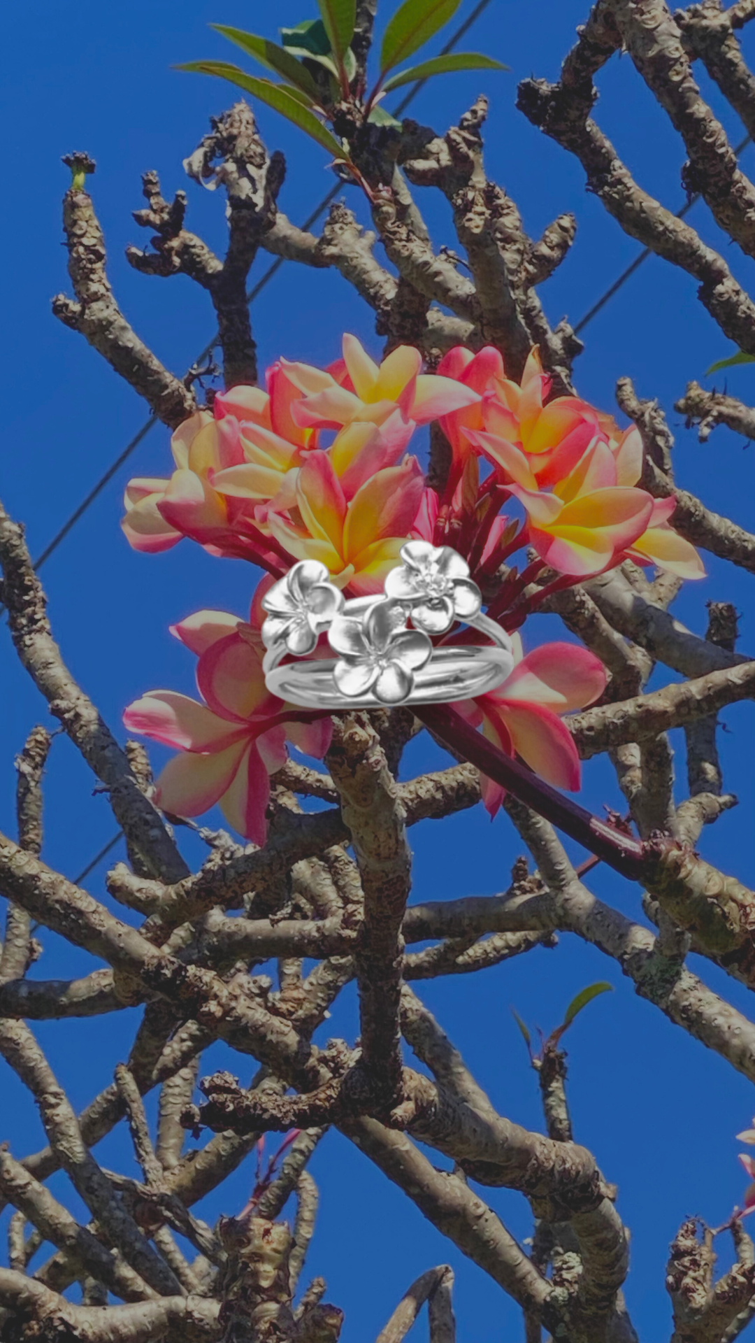 Multi Frangipani Ring